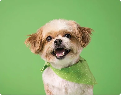 Small dog wearing a bandana on a green background