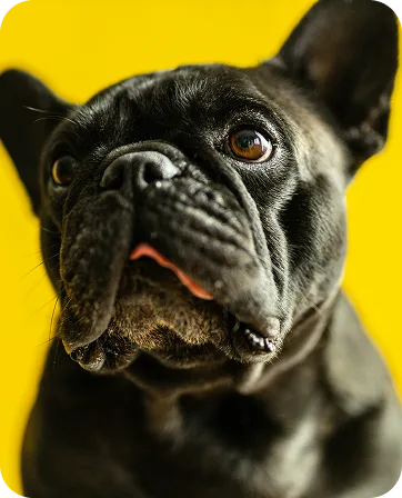 Dog on yellow background